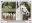 <img src=/images/vizitky/thumbnail/cz-1152-kladruby-hrebcin-ver-4.jpg>