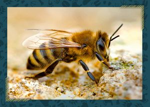 Včela medonosná
