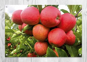 Zdravé ovoce z Bříství